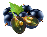 Grape seed extract