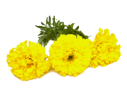 Marigold