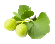Ginkgo biloba extract