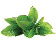 Green tea leaf extract
