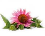 Echinacea